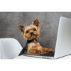 Dog At Computer Laptop Yorkshire Terrier