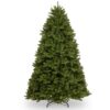 7ft Newberry Spruce Tree