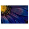 Blue Gerbera Flower 3.2m x 4.8m Textured Matte Peel & Stick Wall Mural