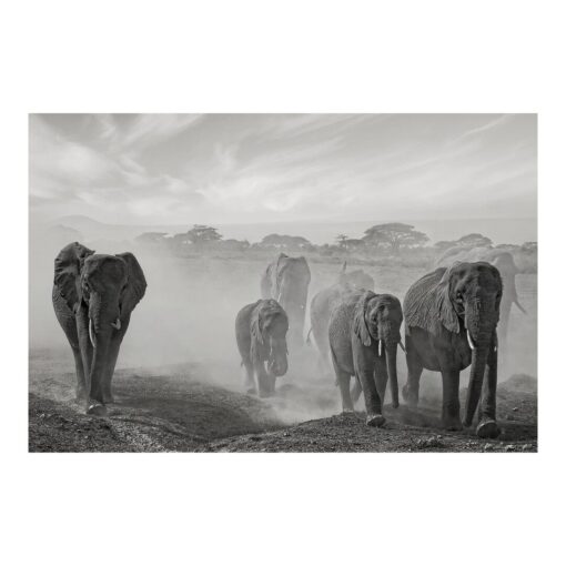 Elephant Herd 3.2m x 4.8m Embossed Matte Peel & Stick Wallpaper Roll