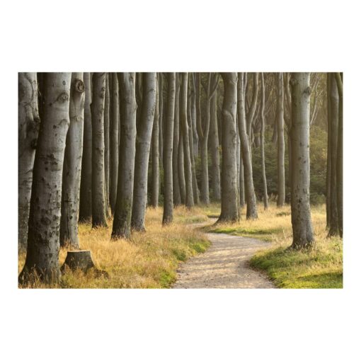 Forest Path in Northern Germany 3.2m x 480cm Textured Matt Peel & Stick Wall Mural