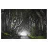 Forest in Northern Ireland 3.2m x 4.8m Textured Matt Peel & Stick Wall Mural