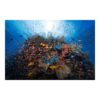 Lagoon with Fish 3.2m x 4.8m Textured Matt Peel & Stick Wall Mural