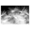 Moving Dandelions 3.2m x 4.8m Textured Matte Peel & Stick Wall Mural