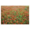 Poppy Field 3.2m x 4.8m Textured Matte Peel & Stick Wall Mural