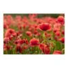 Poppy Field in the Sunlight 3.2m x 4.8m Textured Matt Peel & Stick Wall Mural