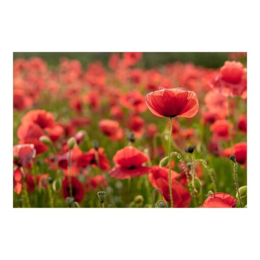 Poppy Field in the Sunlight 3.2m x 4.8m Textured Matt Peel & Stick Wall Mural