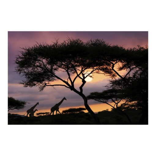 Safari in Africa 3.2m x 4.8m Textured Matte Peel & Stick Wall Mural