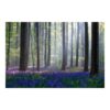 Spring Day in the Forest 3.2m x 4.8m Textured Matt Peel & Stick Wall Mural