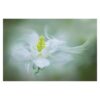 White Columbine 3.2m x 4.8m Textured Matt Peel & Stick Wall Mural