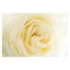 White Rose 3.2m x 4.8m Textured Matt Peel & Stick Wall Mural