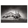 Wild Fight 3.2m x 4.8m Textured Matte Peel & Stick Wall Mural