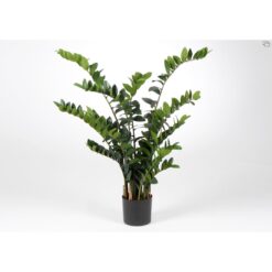 Zamioculcas Floor Eucalyptus Plant in Pot