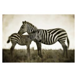 Zebra Pair 3.2m x 4.8m Textured Matt Peel & Stick Wall Mural