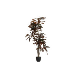 CORDYLINE FRUTICOSA PLANT 80X80x170 CM