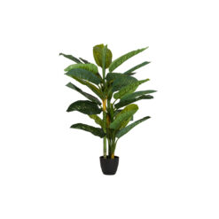 DIEFFENBACHIA AMOENA PLANT WITH POT 65X65x135 CM