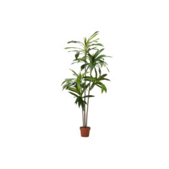 DRACAENA FRAGRANS PLANT 70X70x160 CM