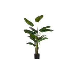 RHASDHIDOPHORA AUREUM PLANT WITH POT 80X80x160 CM