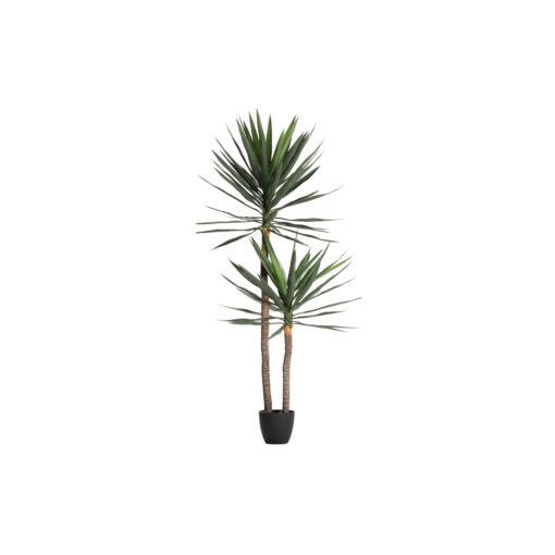 YUCCA PLANT 90X70x180 CM